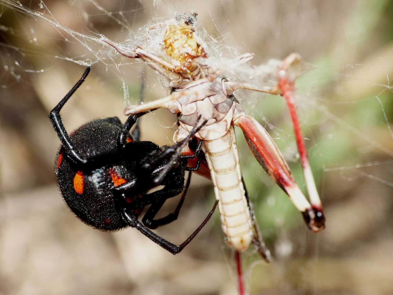 Latrodectus tredecimguttatus con preda - S. Teresa G. (OT)